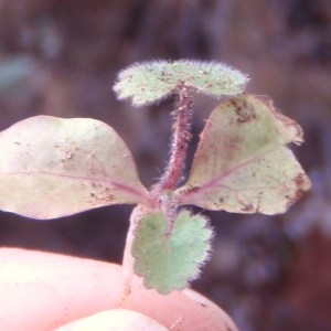 Photographie n°64849 du taxon Viola alba Besser [1809]