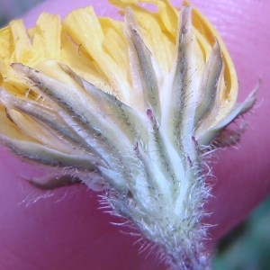 Photographie n°64863 du taxon Crepis sancta (L.) Bornm. [1913]