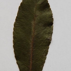 Photographie n°64872 du taxon Arbutus unedo L. [1753]