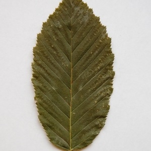 Photographie n°64881 du taxon Carpinus betulus L. [1753]