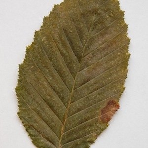 Photographie n°64882 du taxon Carpinus betulus L. [1753]