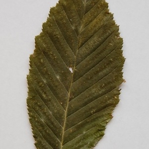 Photographie n°64883 du taxon Carpinus betulus L. [1753]