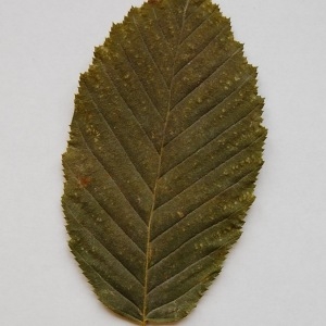 Photographie n°64884 du taxon Carpinus betulus L. [1753]