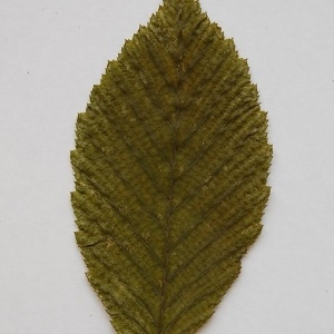 Photographie n°64887 du taxon Carpinus betulus L. [1753]