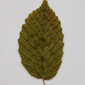 Photographie n°64888 du taxon Carpinus betulus L. [1753]