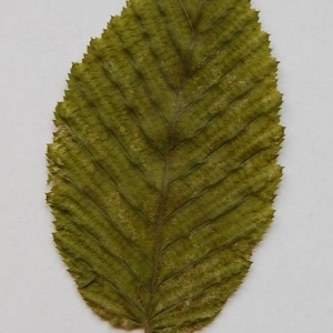 Photographie n°64891 du taxon Carpinus betulus L. [1753]