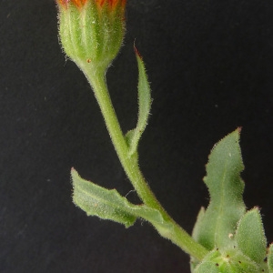 Photographie n°64892 du taxon Calendula arvensis L. [1763]