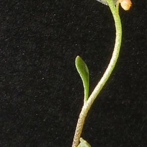 Photographie n°64899 du taxon Clypeola jonthlaspi L. [1753]