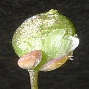 Photographie n°64903 du taxon Erophila verna (L.) Chevall. [1827]