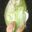  Bertrand BUI - Erophila verna (L.) Chevall. [1827]