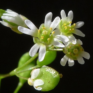 Draba verna L. (Drave de printemps)