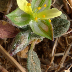 Helianthemum salicifolium (L.) Mill. (Hélianthème à feuilles de saule)