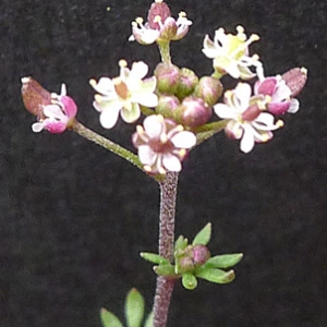 Photographie n°64910 du taxon Hornungia petraea (L.) Rchb. [1838]