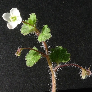 Photographie n°64925 du taxon Veronica cymbalaria Bodard [1798]