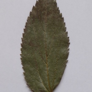 Photographie n°64926 du taxon Celtis australis L. [1753]