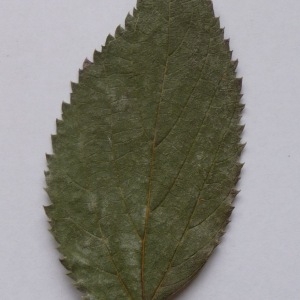 Photographie n°64928 du taxon Celtis australis L. [1753]