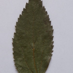 Photographie n°64929 du taxon Celtis australis L. [1753]