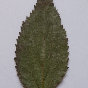 Photographie n°64930 du taxon Celtis australis L. [1753]