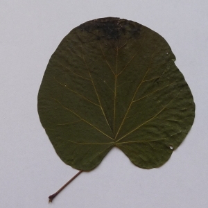 Photographie n°64934 du taxon Cercis siliquastrum L. [1753]