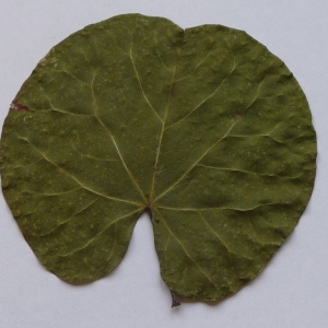 Photographie n°64937 du taxon Cercis siliquastrum L. [1753]