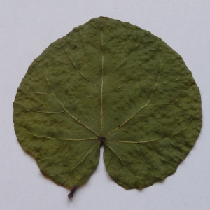 Photographie n°64939 du taxon Cercis siliquastrum L. [1753]