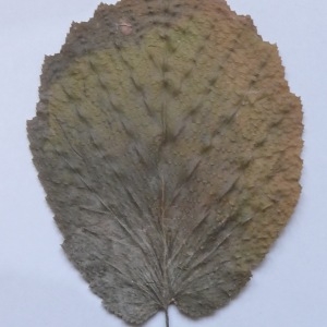 Photographie n°64940 du taxon Corylus avellana L. [1753]