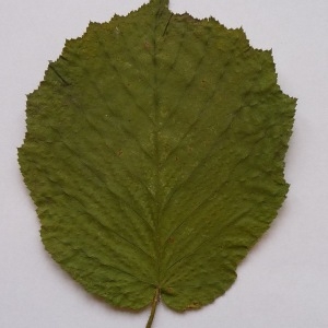 Photographie n°64942 du taxon Corylus avellana L. [1753]