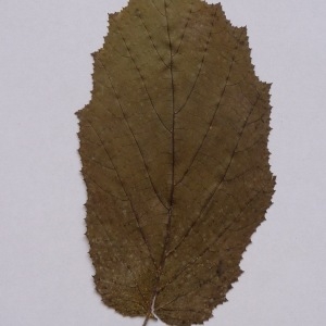 Photographie n°64943 du taxon Corylus avellana L. [1753]