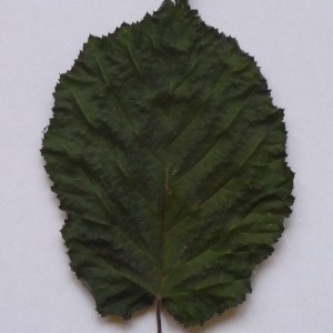 Photographie n°64945 du taxon Corylus avellana L.