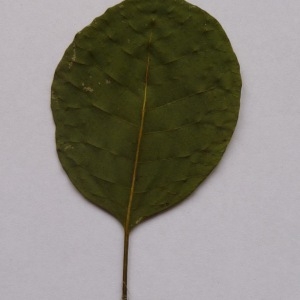 Photographie n°64948 du taxon Cotinus coggygria Scop. [1771]