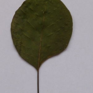 Photographie n°64951 du taxon Cotinus coggygria Scop. [1771]