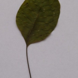 Photographie n°64959 du taxon Cotinus coggygria Scop. [1771]