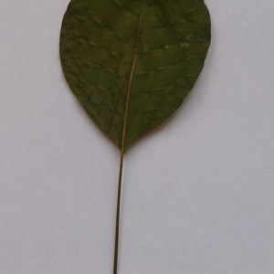 Photographie n°64965 du taxon Cotinus coggygria Scop. [1771]