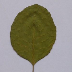 Photographie n°64976 du taxon Cotinus coggygria Scop. [1771]