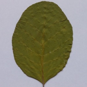 Photographie n°64981 du taxon Cotinus coggygria Scop. [1771]