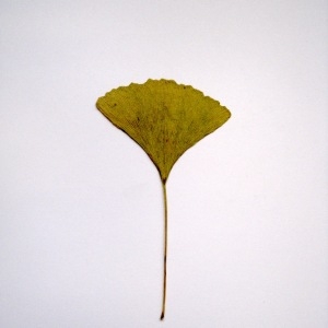 Photographie n°64992 du taxon Ginkgo biloba L. [1771]