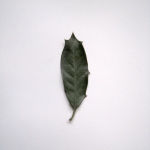 Photographie n°64999 du taxon Ilex aquifolium L. [1753]