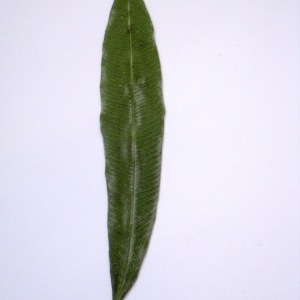 Photographie n°65008 du taxon Nerium oleander L. [1753]