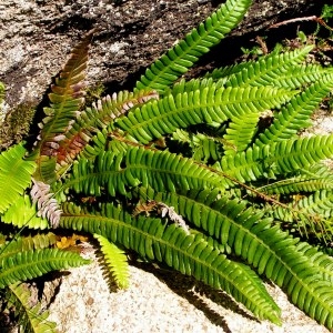 Blechnum spicant (L.) Roth var. spicant