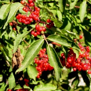 Photographie n°65048 du taxon Sambucus racemosa L.