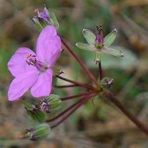 Erodium cicutarium proles romanum (Burm.f.) Rouy (Bec-de-grue acaule)