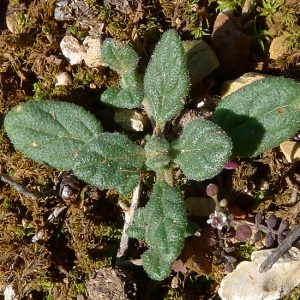 Photographie n°65062 du taxon Helianthemum salicifolium (L.) Mill. [1768]