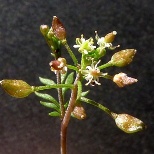 Photographie n°65063 du taxon Hornungia petraea (L.) Rchb. [1838]