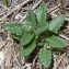  Bertrand BUI - Teucrium chamaedrys L. [1753]