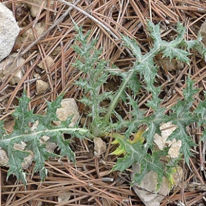 Photographie n°65078 du taxon Echinops ritro L. [1753]