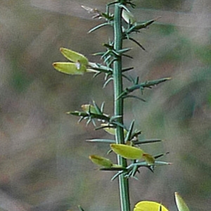 Photographie n°65079 du taxon Ulex parviflorus Pourr. [1788]