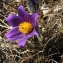  Gérard CalbÉrac - Pulsatilla vulgaris subsp. vulgaris 