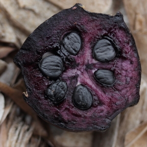 Photographie n°65096 du taxon Yucca aloifolia L. [1753]