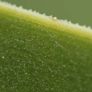 Photographie n°65098 du taxon Yucca aloifolia L.