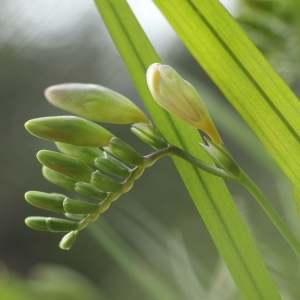  - Freesia alba (G.L.Mey.) Grumbl. [1896]